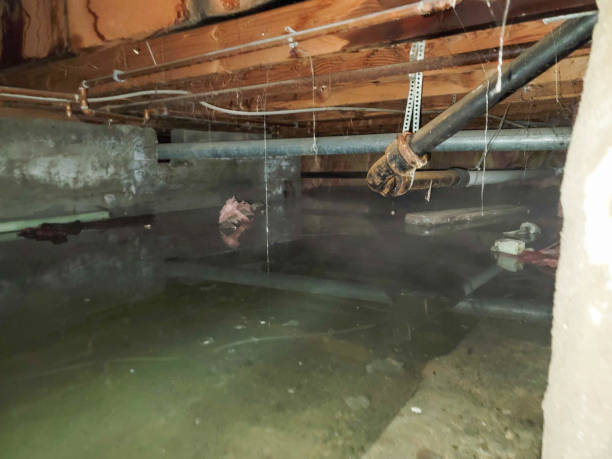 Best Flood damage cleanup  in Greensburg, LA