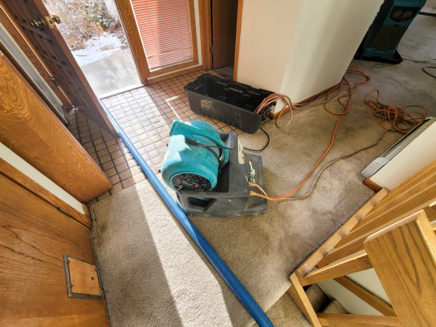 Best Professional water damage repair  in Greensburg, LA